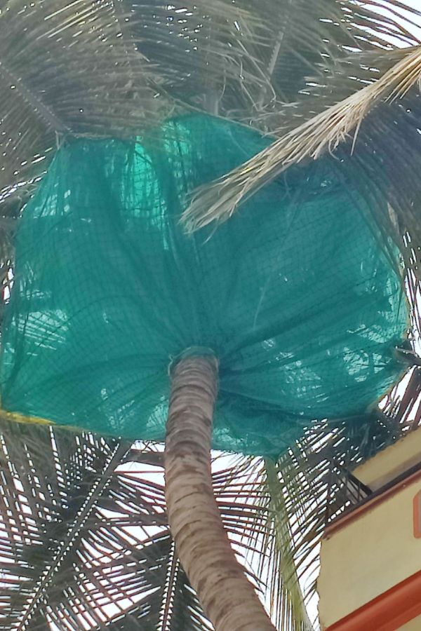 Coconut Tree Safety Nets