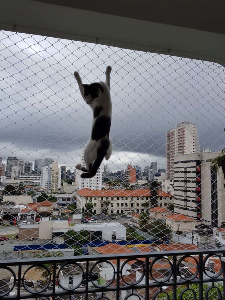 Pet Safety Nets